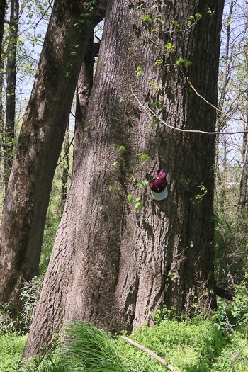 image of Quercus phellos, Willow Oak, "Pin Oak"