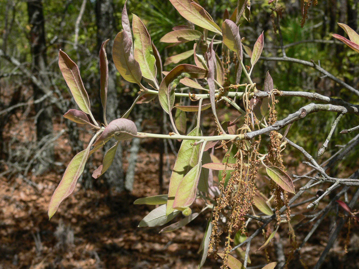 image of Quercus incana, Bluejack Oak