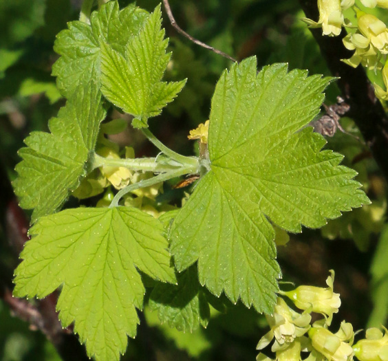 image of Ribes americanum, Wild Black Currant, American Black Currant