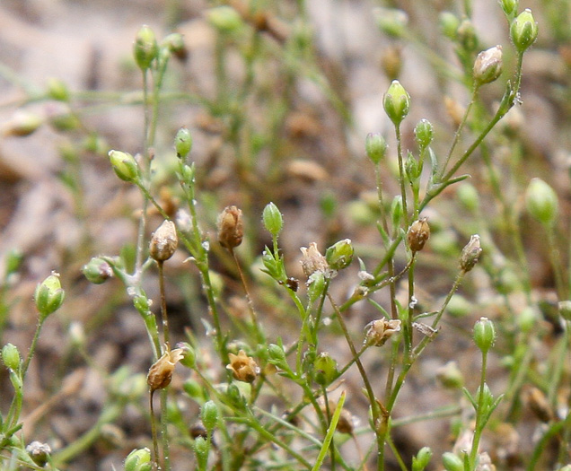 Sagina decumbens, Trailing Pearlwort, Eastern Pearlwort, Annual Pearlwort