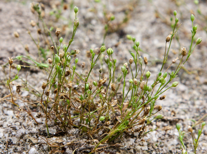 Sagina decumbens, Trailing Pearlwort, Eastern Pearlwort, Annual Pearlwort