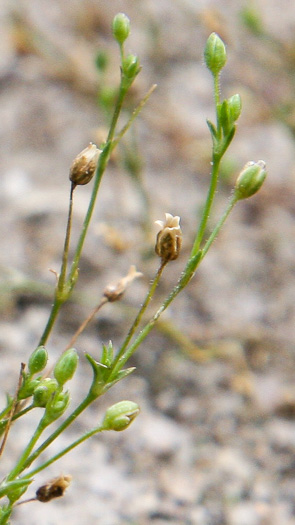 Sagina decumbens, Trailing Pearlwort, Eastern Pearlwort, Annual Pearlwort