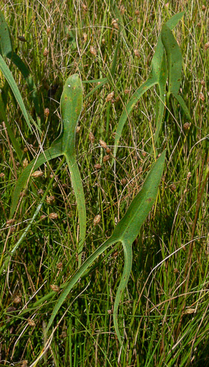 Sagittaria engelmanniana, Engelmann's Arrowhead, Blackwater Arrowhead