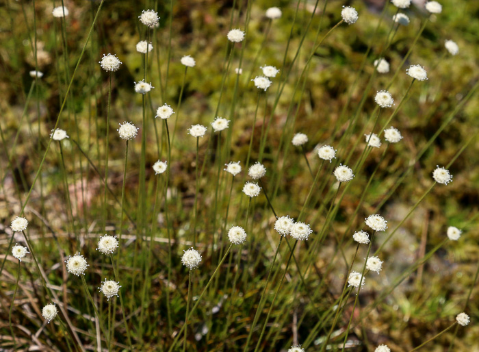 image of Syngonanthus flavidulus, Yellow Hatpins, Bantam-buttons