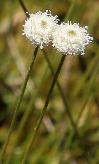 image of Syngonanthus flavidulus, Yellow Hatpins, Bantam-buttons