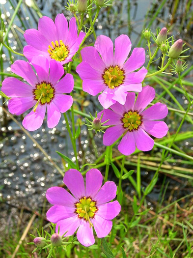 image of Sabatia kennedyana, Plymouth Rose-gentian, Plymouth Gentian