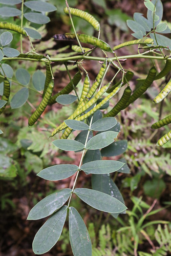 legume