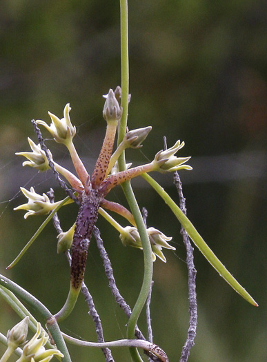 image of Pattalias paluster, Swallow-wort, Sand-vine, Gulf Coast Swallow-wort, Marsh Cynanchum