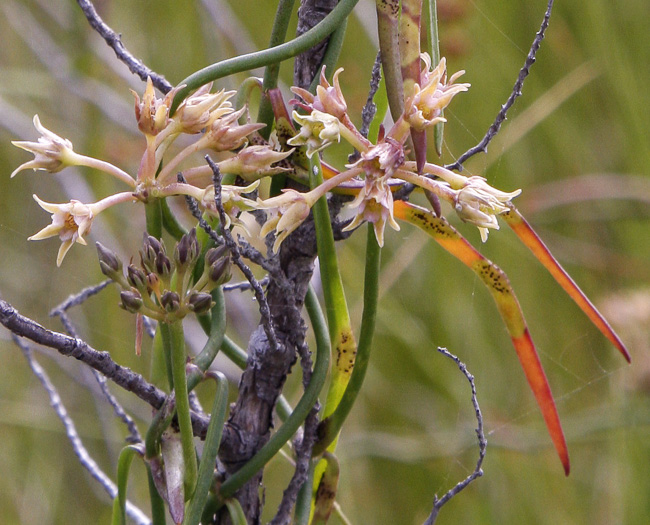 image of Pattalias paluster, Swallow-wort, Sand-vine, Gulf Coast Swallow-wort, Marsh Cynanchum