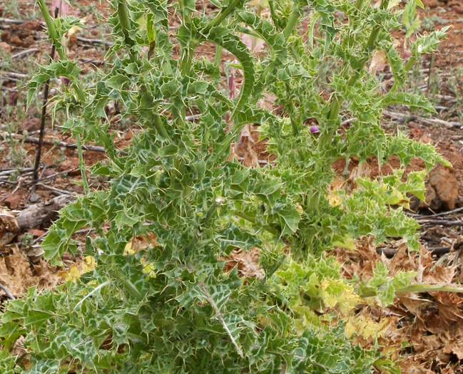 image of Silybum marianum, Blessed Milk-thistle, Blessed-thistle, Milk-thistle