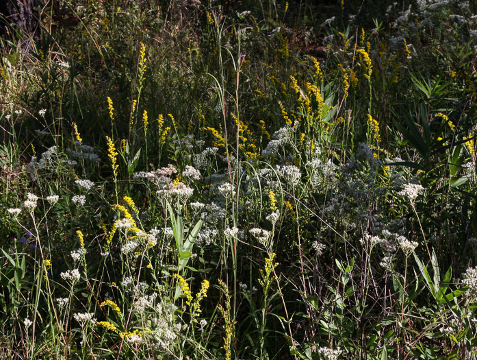 image of Solidago austrina, Piedmont Wand Goldenrod