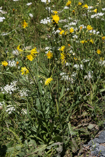 image of Sonchus arvensis var. glabrescens, Field Sowthistle, Perennial Sowthistle