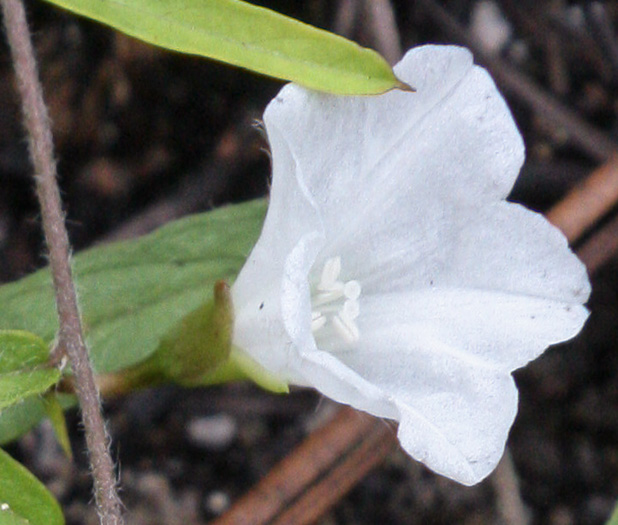 image of Stylisma angustifolia, Narrowleaf Dawnflower