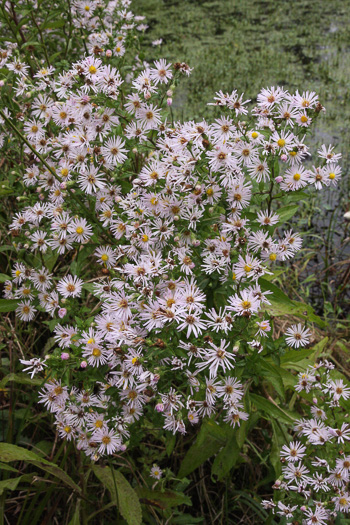 image of Symphyotrichum elliottii, Elliott's Aster, Southern Swamp Aster