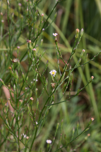 image of Symphyotrichum subulatum, Eastern Saltmarsh Aster, Annual Saltmarsh Aster