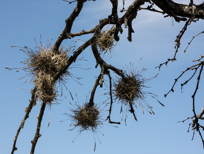 image of Tillandsia recurvata, Ball-moss, Bunch-moss