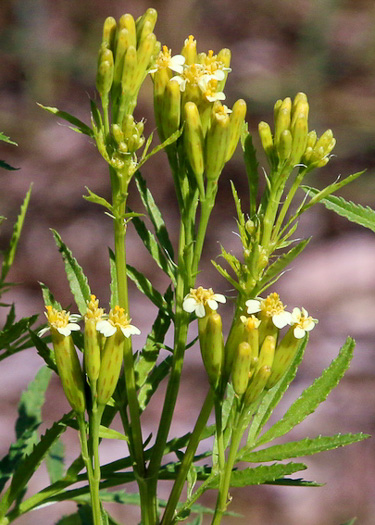 image of Tagetes minuta, Muster John Henry, Southern Cone Marigold, Mexican Marigold