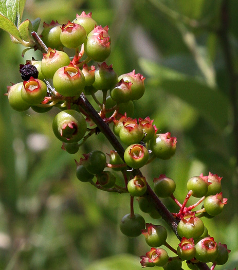 image of Vaccinium virgatum, Rabbiteye Blueberry, Swamp Blueberry, Rabbitberry, Smallflower Blueberry