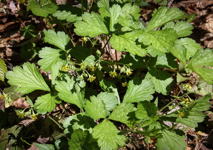 image of Waldsteinia doniana, Southern Barren Stawberry