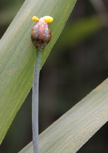 Chapman's Yellow-eyed-grass