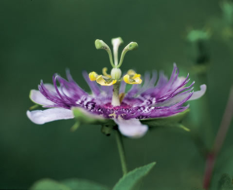 image of Passiflora incarnata, Purple Passionflower, Maypop