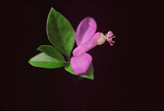 image of Polygaloides paucifolia, Gaywings, Fringed Polygala, Flowering Wintergreen, Bird-on-the-wing