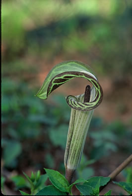 image of Arisaema triphyllum, Common Jack-in-the-Pulpit, Indian Turnip