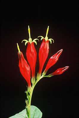 image of Spigelia marilandica, Indian-pink, Woodland Pinkroot, Wormgrass