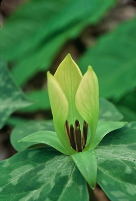 image of Trillium discolor, Pale Yellow Trillium, Faded Trillium, Small Yellow Toadshade, Savannah River Trillium