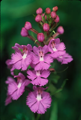 image of Platanthera grandiflora, Large Purple Fringed Orchid, Plume-royal, Greater Purple Fringed Orchid