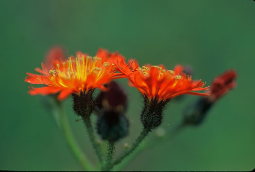 image of Pilosella aurantiaca, Orange Hawkweed, Devil's Paintbrush, Orange King-devil