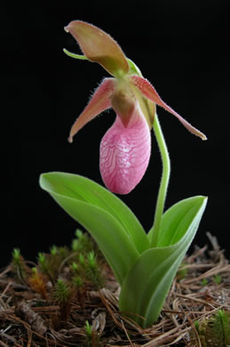 image of Cypripedium acaule, Pink Lady's Slipper, Mocassin Flower