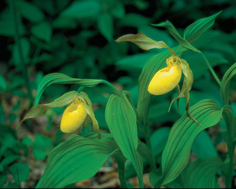 image of Cypripedium parviflorum var. pubescens, Large Yellow Lady's Slipper