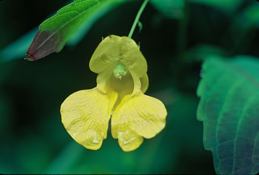 image of Impatiens pallida, Pale Jewelweed, Pale Touch-me-not, Yellow Jewelweed, Yellow Touch-me-not