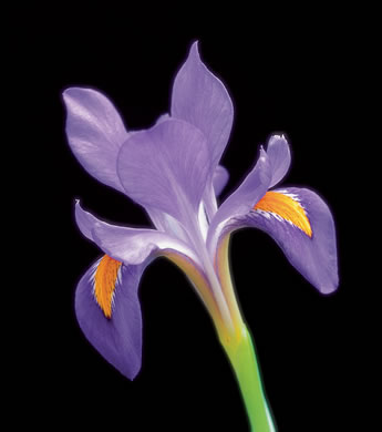 image of Iris verna var. smalliana, Upland Dwarf Iris, Upland Dwarf Violet Iris