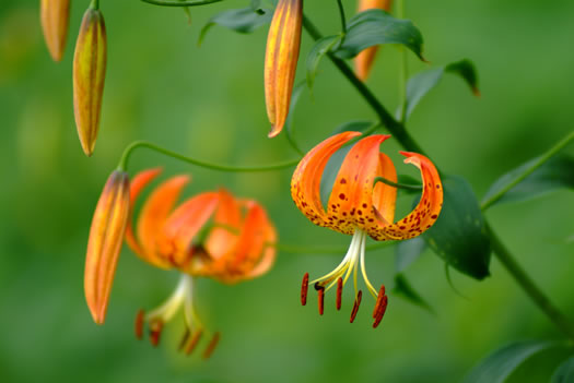 image of Lilium superbum, Turk's-cap Lily, Lily-royal, Superb Lily