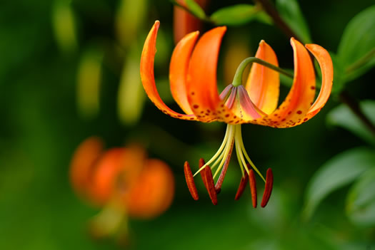 image of Lilium superbum, Turk's-cap Lily, Lily-royal, Superb Lily