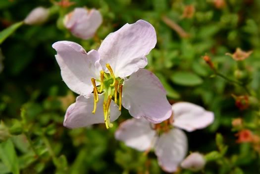 image of Rhexia mariana var. mariana, Pale Meadowbeauty, Maryland Meadowbeauty, Dull Meadowbeauty