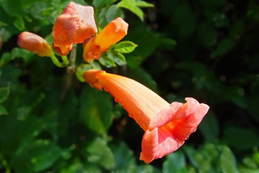 image of Campsis radicans, Trumpetcreeper, Trumpet Vine, Cow-Itch Vine