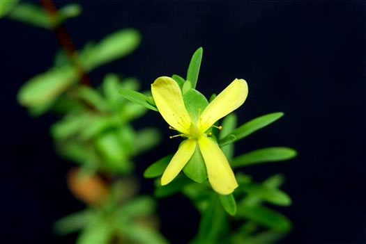 image of Hypericum hypericoides, St. Andrew's Cross