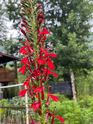 image of Lobelia cardinalis var. cardinalis, Cardinal Flower