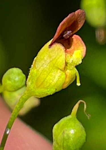 image of Scrophularia marilandica, Eastern Figwort, Carpenter's Square, Late Figwort