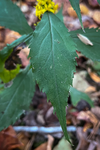 image of Solidago flaccidifolia, Appalachian Goldenrod, Mountain Goldenrod