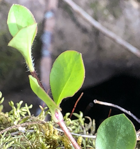 image of Phlox stolonifera, Creeping Phlox