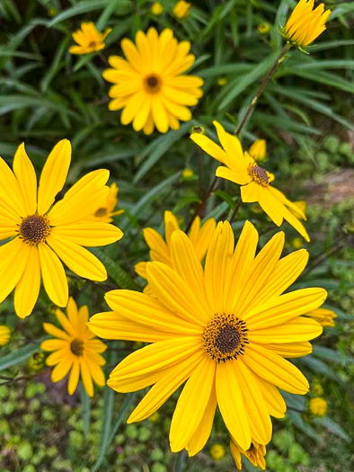 image of Helianthus simulans, Muck Sunflower
