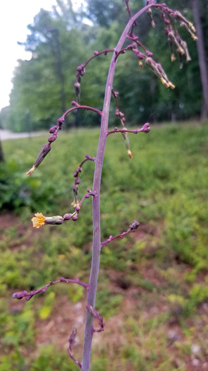 image of Lactuca hirsuta, Red Wood Lettuce, Downy Lettuce, Hairy Lettuce