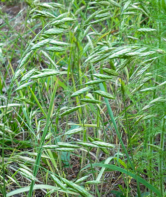 image of Bromus commutatus, Hairy Chess, Meadow Brome