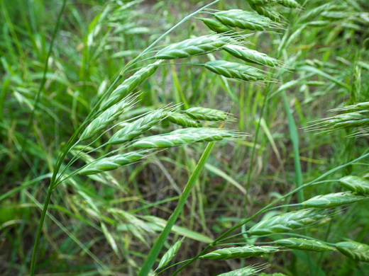 spikelet