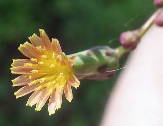 image of Lactuca hirsuta, Red Wood Lettuce, Downy Lettuce, Hairy Lettuce