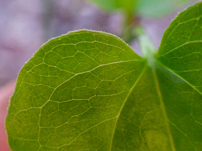 image of Smilax hispida var. hispida, Bristly Greenbrier, Hellfetter, Chinaroot, Chaneyroot